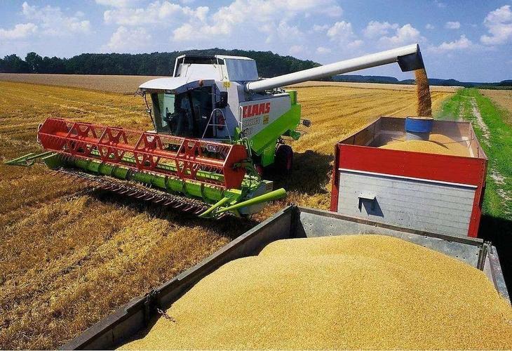 小麦,稻谷,油菜籽收购政策
